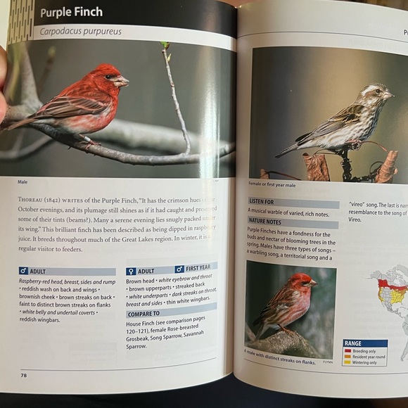 Sparrows & Finches Colorful Pics on Glossy Pages - Picture 6 of 6